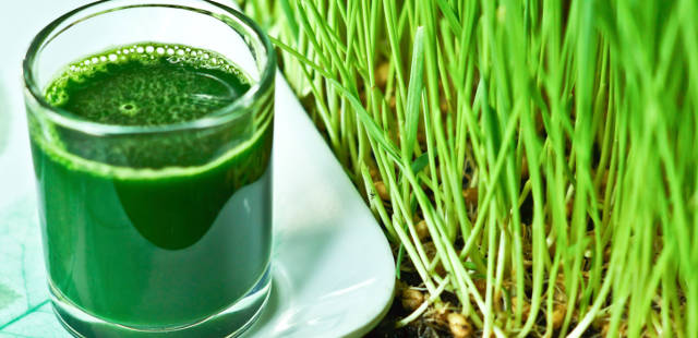 wheatgrass