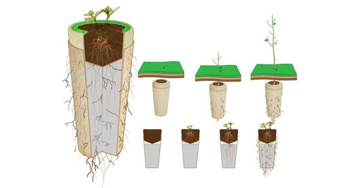 Biodegradable Urns Will Turn You Into A Tree After You Die