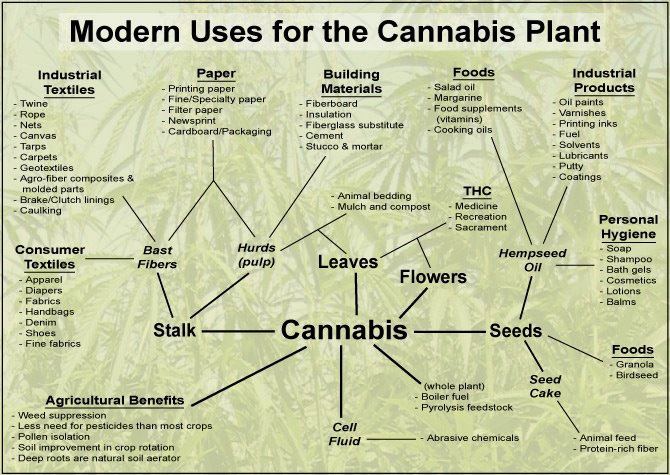 modern uses for cannabis plant