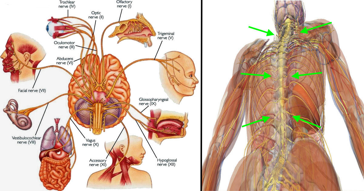 7 Ways To Instantly Stimulate Your Vagus Nerve To Fight Inflammation 