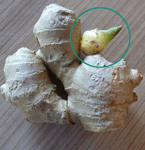 ginger bud
