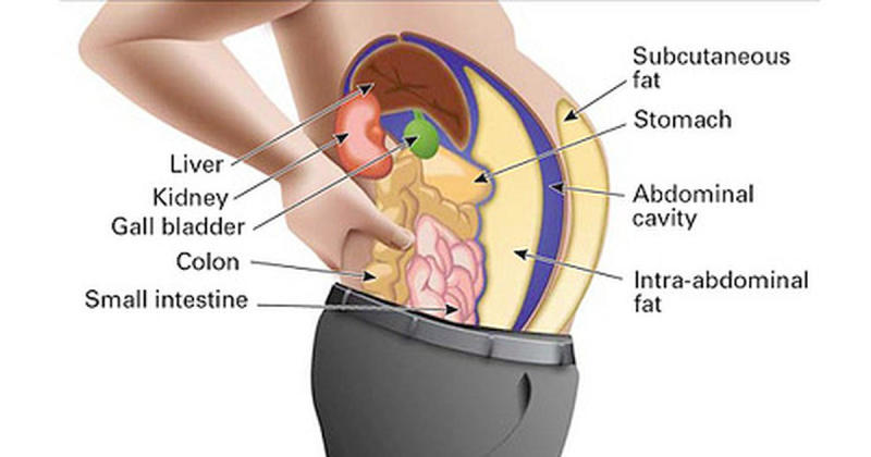 toxins fat cells