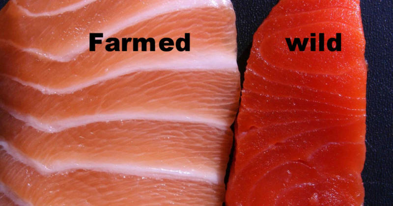5 Reasons Why Wild Salmon Is Better Than Farmed