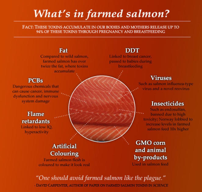 5 Reasons Why Wild Salmon Is Better Than Farmed
