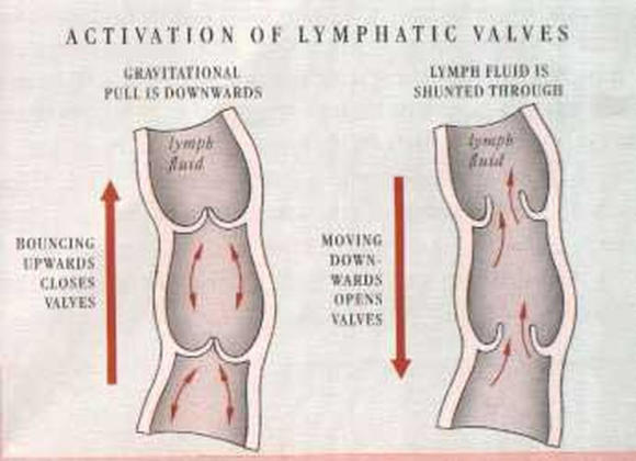 Moving Lymph 7 Easy Ways To Quickly Unclog Your Lymph Nodes To Reduce Swelling And ...