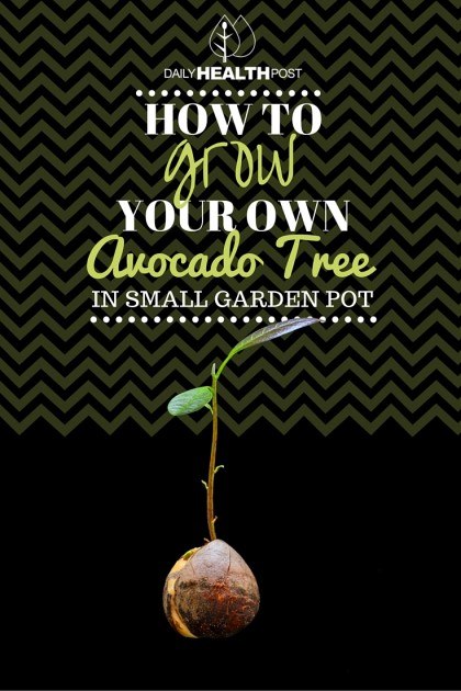 How To Grow Your Own Avocado Tree In Small Garden Pot