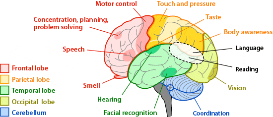 brain parts