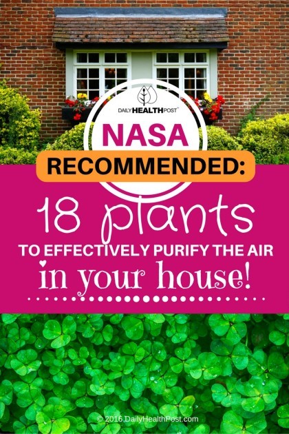 18 Plants To Purify The Air In Your House - Recommended By Nasa