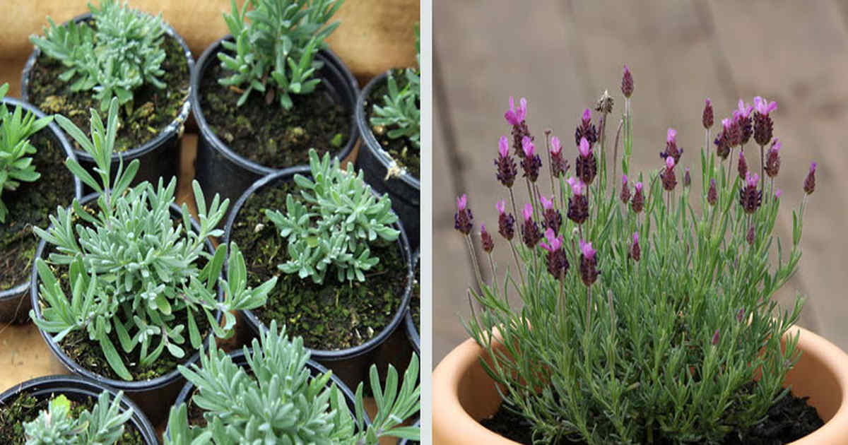 Growing Lavender Indoors To Feel Relaxed Every Time You Come Home