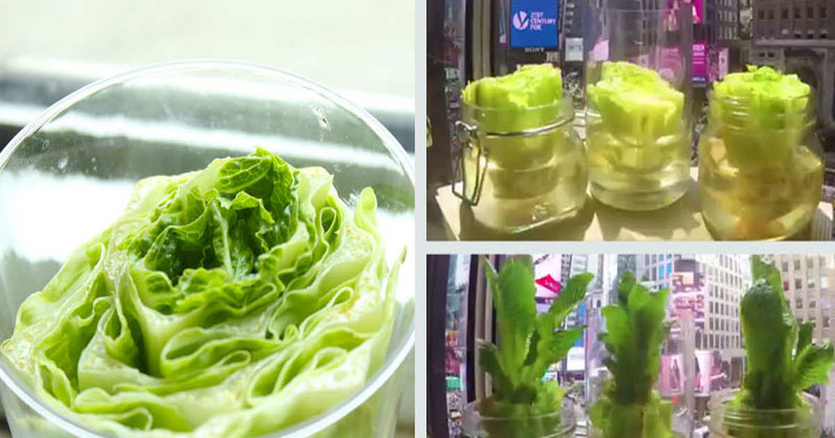 Growing Lettuce From Scraps Is Much Easier Than You Think