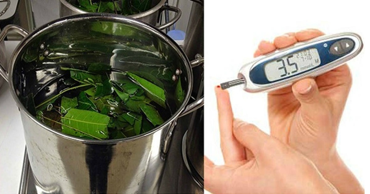 Mango Leaves For Diabetes Boil These Leaves Instead Of Taking Pills