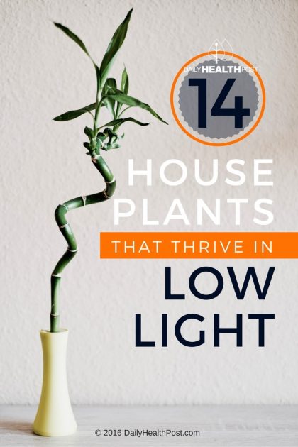 14 Best Low Light House Plants To Grow At Home