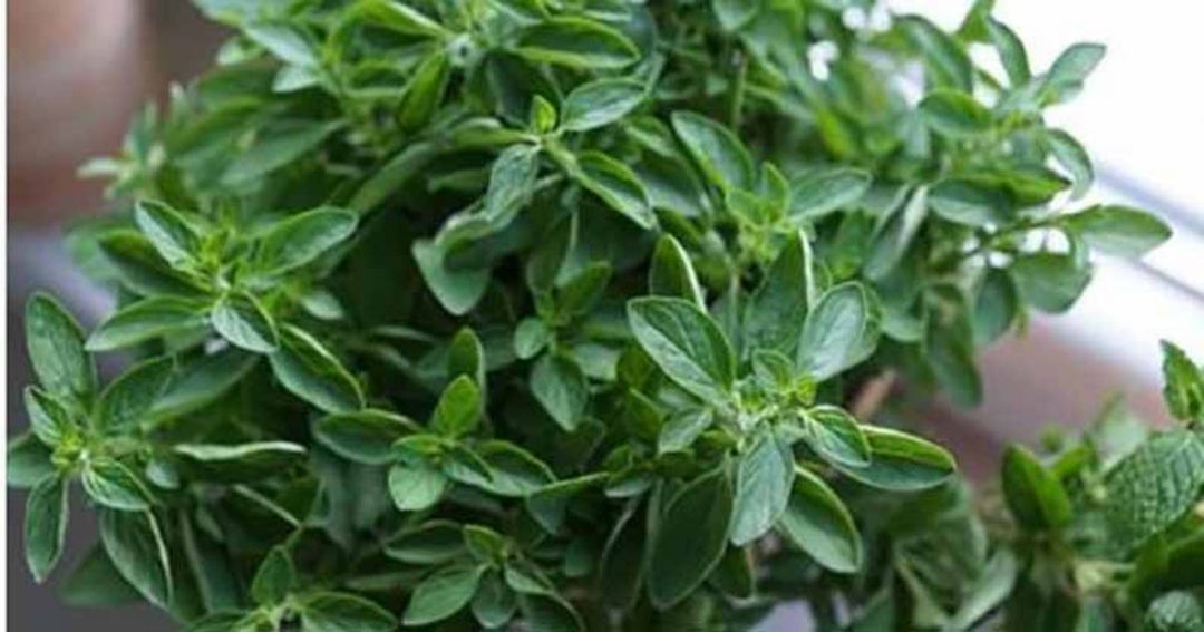This Oregano Tea For Colds Recipe Heals Strep Throat, & Sinusitis