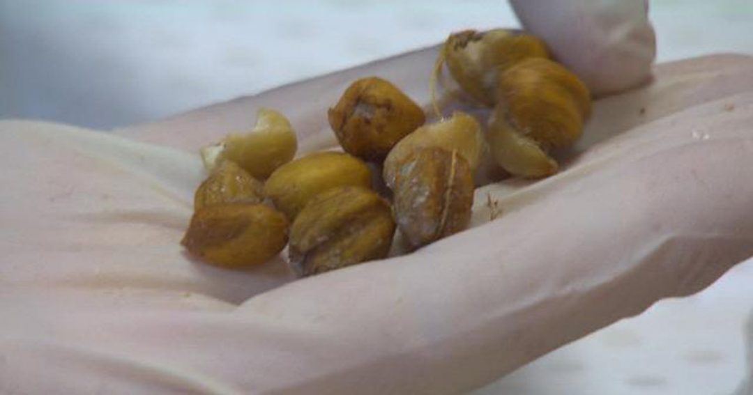 Australian Researcher Have Discovered New Blushwood Cancer Cure