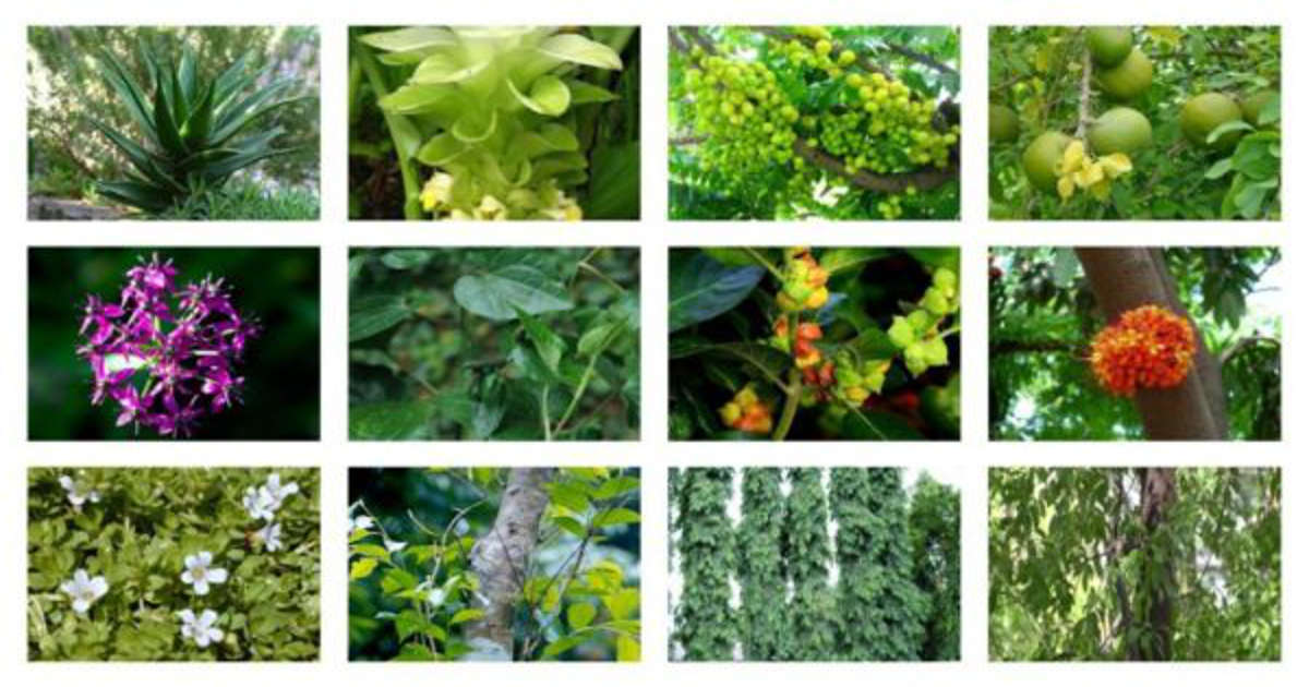 Scientists Identify 28 000 Medicinal Plants That Treat Any Ailment