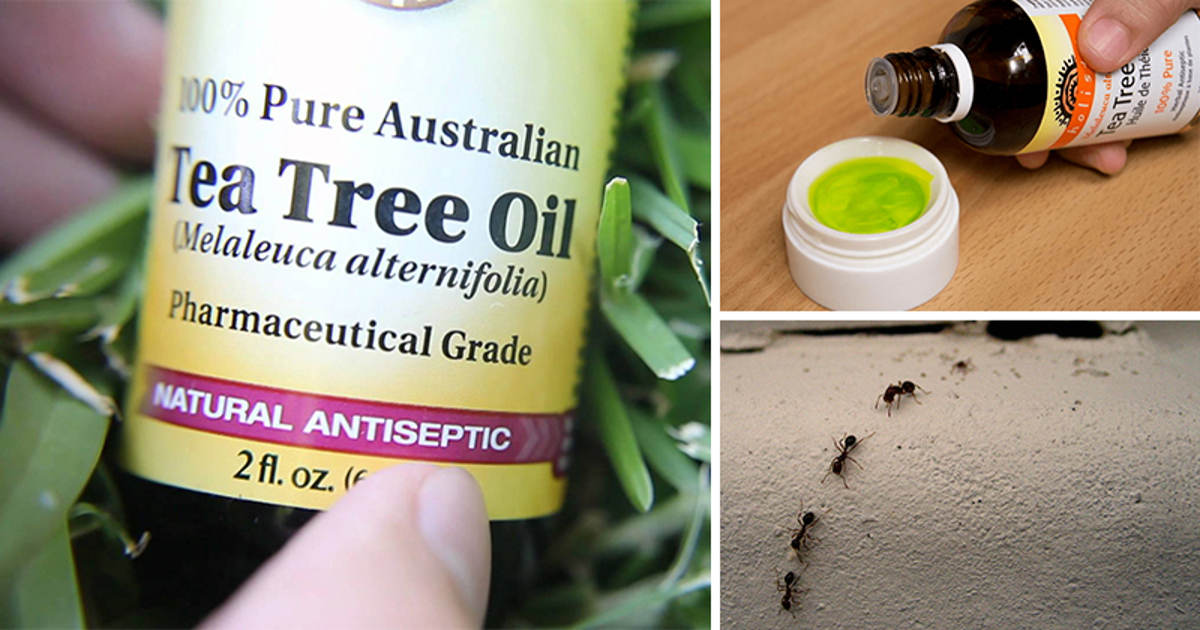 How to Use Tea Tree Oil to Rid Your Home of Germs, Ants, and Toxic Bacteria DailyHealthPost
