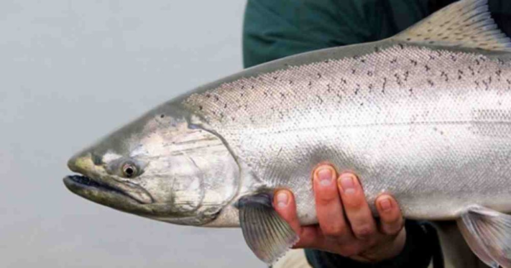 Salmon Drugs Us All With This Surprising 350-Degree Secret