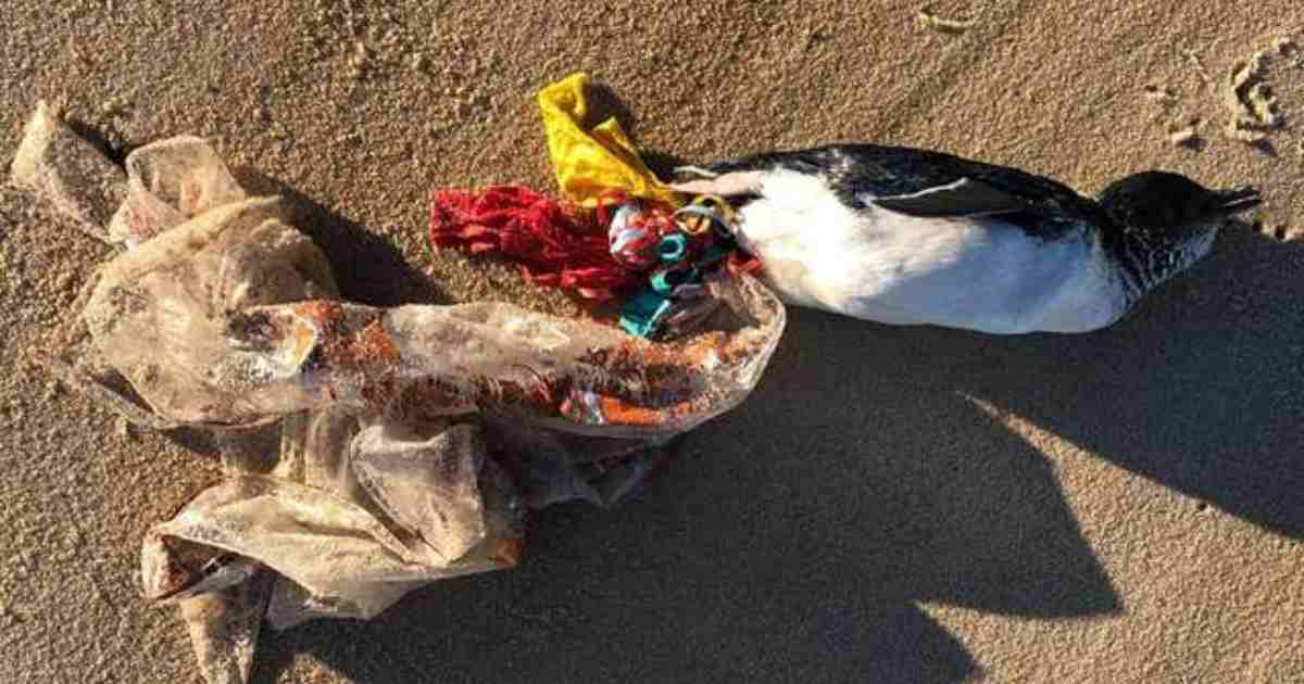 Released balloons are deadly for animals