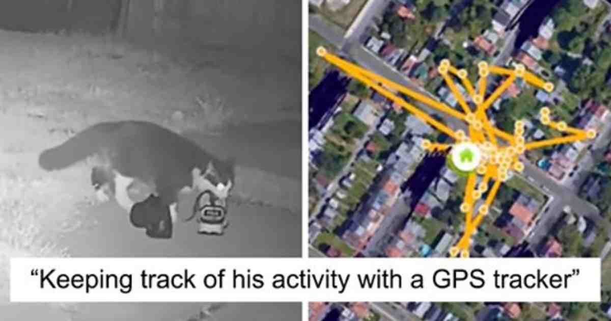 This Household Plant Is Toxic To Children And Pets