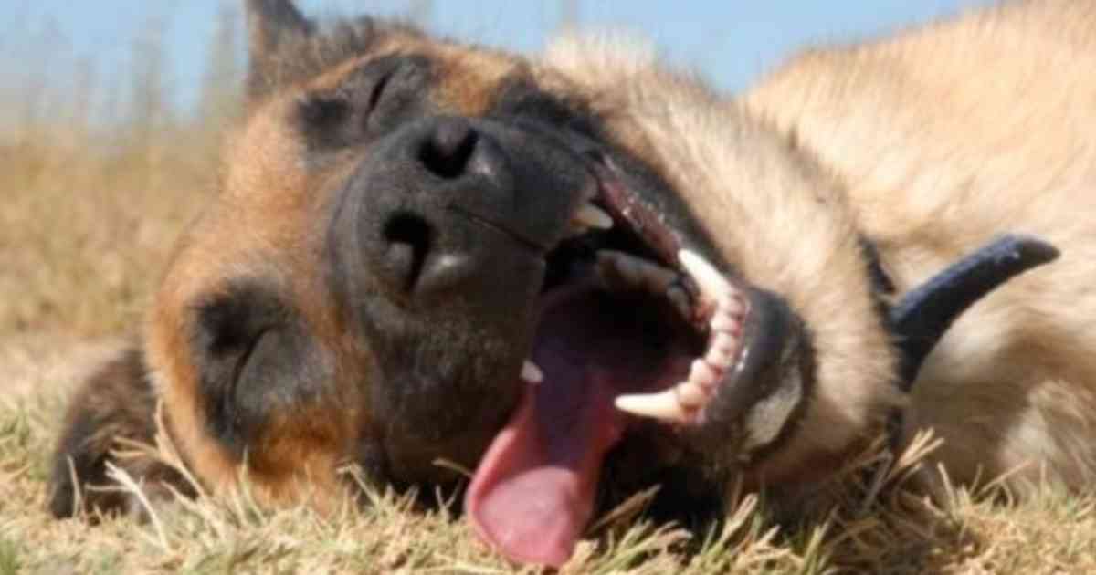 How The Netherlands Became The First Country With No Stray Dogs!